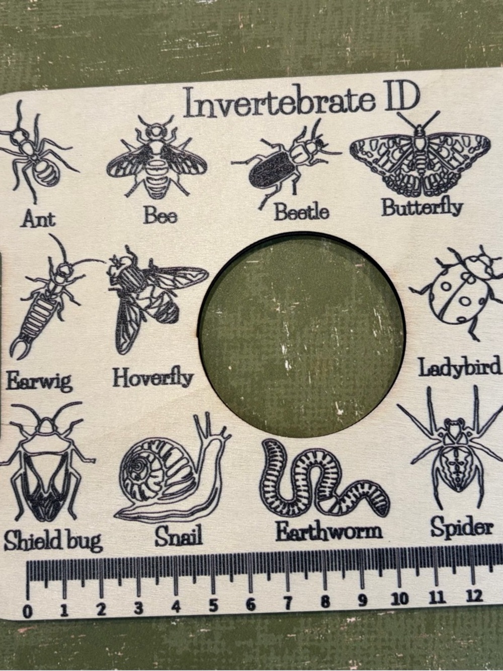 Insect identification ruler board Invertebrate ID Magnifier - Natural Wood